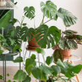 Omvang groen materiale in huisopknappings
